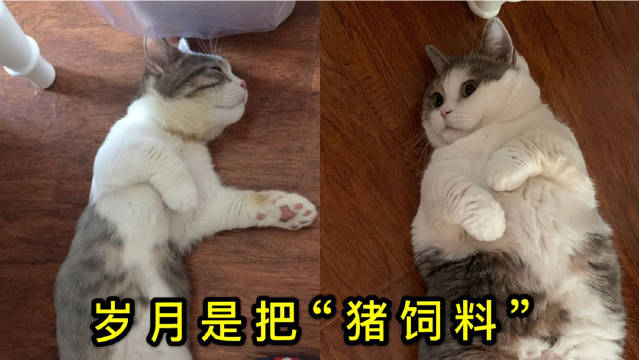 宠物人口普查